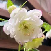 tomnagの画像