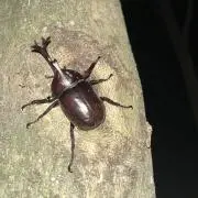 健二山本の画像