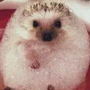 いちご【プロフ確認お願いします】の画像