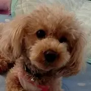 h、h☆彡