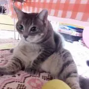 あい(値下げ交渉は断ります)の画像