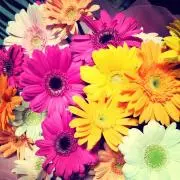 ＊Gerbera＊の画像