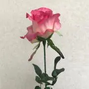 べるの画像