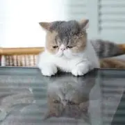 MEGUMOの画像