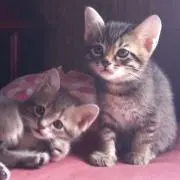RiEtoの画像