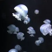 tomareの画像