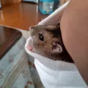 R-M-HAM