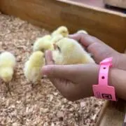 hanaの画像