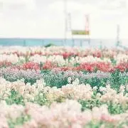 さぁゆ