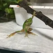 ぐれーぷ