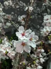 Ayumi