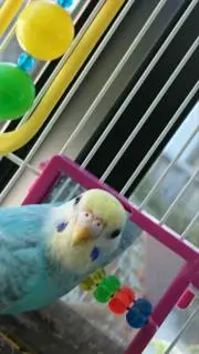 まさやーの画像