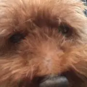 即購入OKの画像