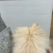 hinaの画像