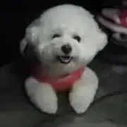 Haru