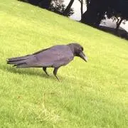 むーの画像