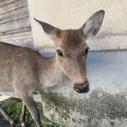 KERONの画像