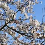 ひよこの画像