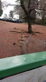 たるたるの画像