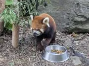 りんごの画像