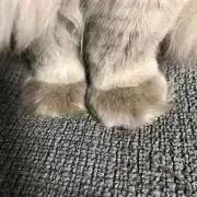 たぬきの画像