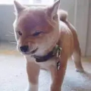 めろんの画像