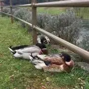 みかん(´˘`＊)の画像