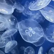 凛の画像