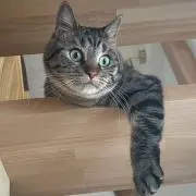 ぽてち