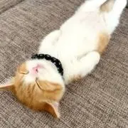 asuの画像