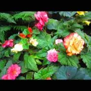 Roseの画像