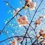 いちごの画像