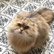 ★ドロシーの画像
