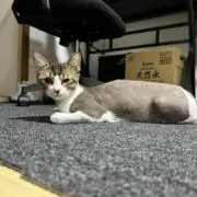 津田