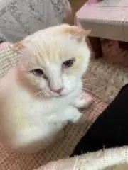 ホーゾーの画像