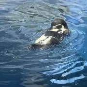 FlyingPenguinの画像