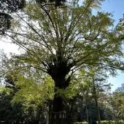 MURAK