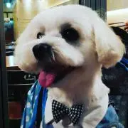 dai