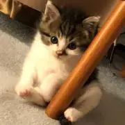 ゆた