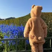 aytの画像