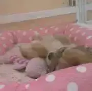peachの画像