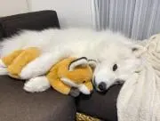 自宅整理品出品中の画像