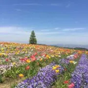 にゃぉ(プロフ確認必ずお願いします)の画像