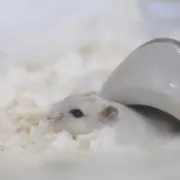 maru◎の画像