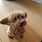 まままーの画像