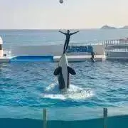 ショコラ※プロフィール必読の画像