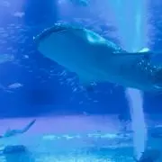 NRの画像