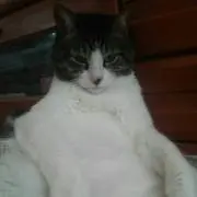 りぼん