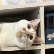 タマの画像