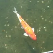 おかまる